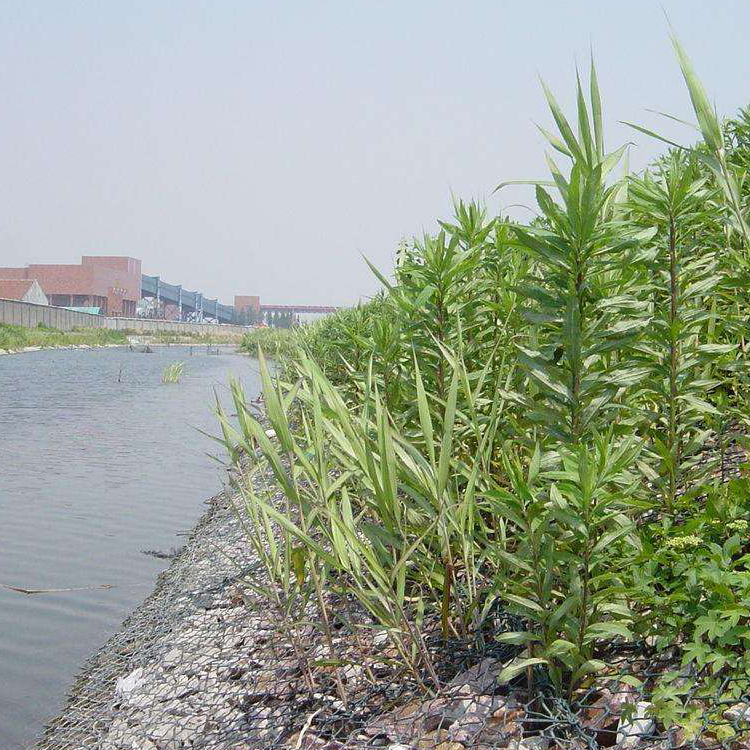 鉛絲石籠網的河道生態(tài)防護技術
